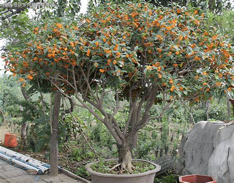 桂花樹 風水|3步驟種出旺宅桂花樹